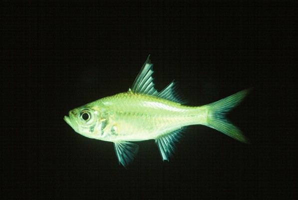 Commerson's glassy (Ambassis ambassis) — Ambassidae — 3