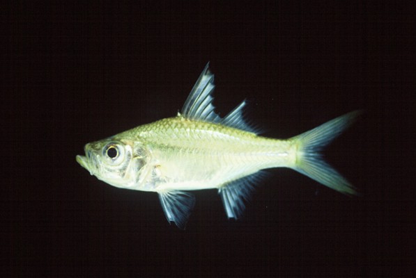 Commerson's glassy (Ambassis ambassis) — Ambassidae — 2