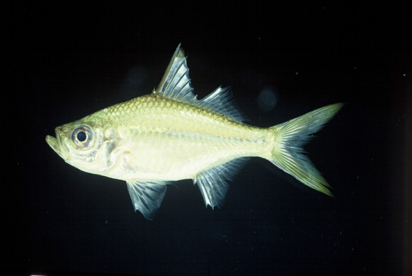 Commerson's glassy (Ambassis ambassis) — Ambassidae — 4