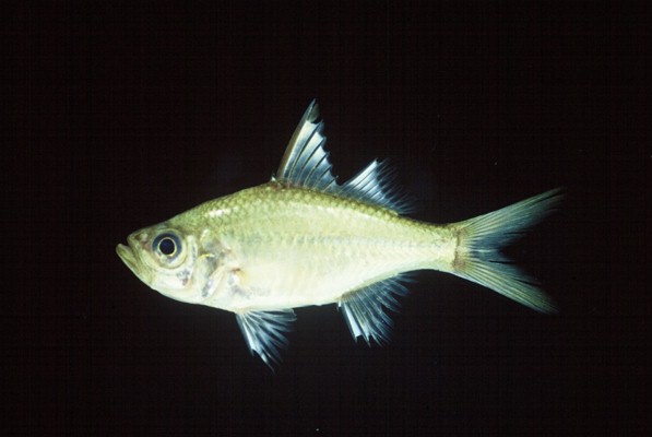 Commerson's glassy (Ambassis ambassis) — Ambassidae