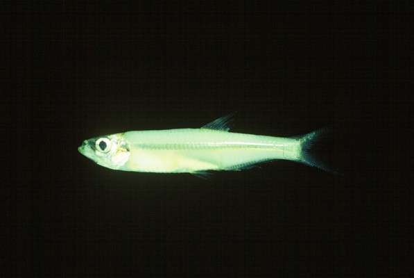 Estuarine round-herring (Gilchristella aestuaria) — Clupeidae — 5