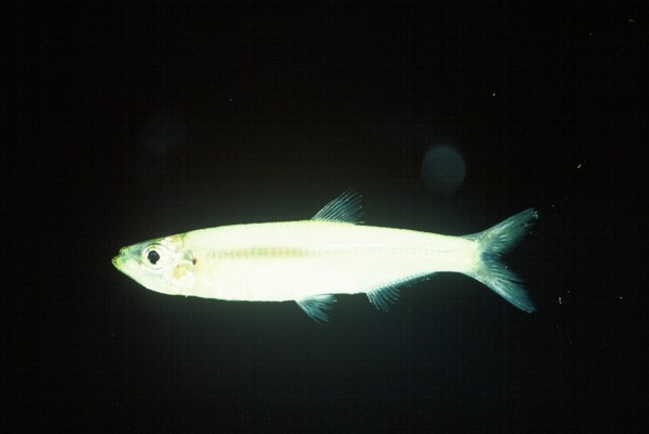 Estuarine round-herring (Gilchristella aestuaria) — Clupeidae — 4