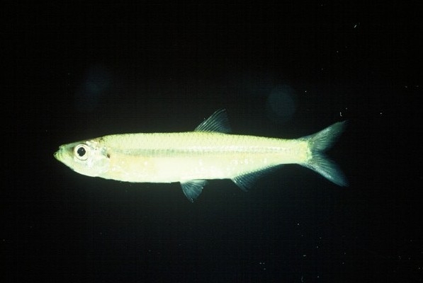 Estuarine round-herring (Gilchristella aestuaria) — Clupeidae — 3