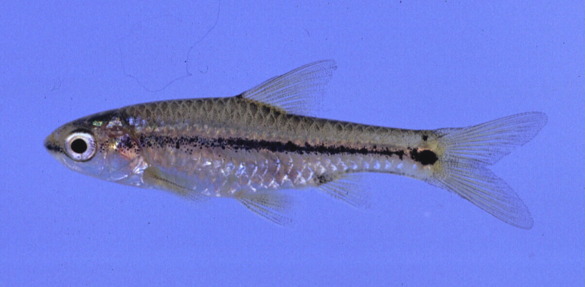 Broadband barb (Enteromius macrotaenia) — Cyprinidae — 4