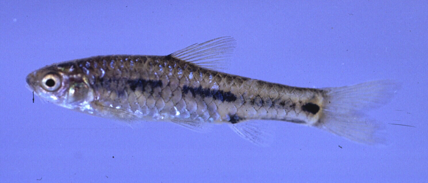 Dash-dot barb (Enteromius atkinsoni) — Cyprinidae — 3