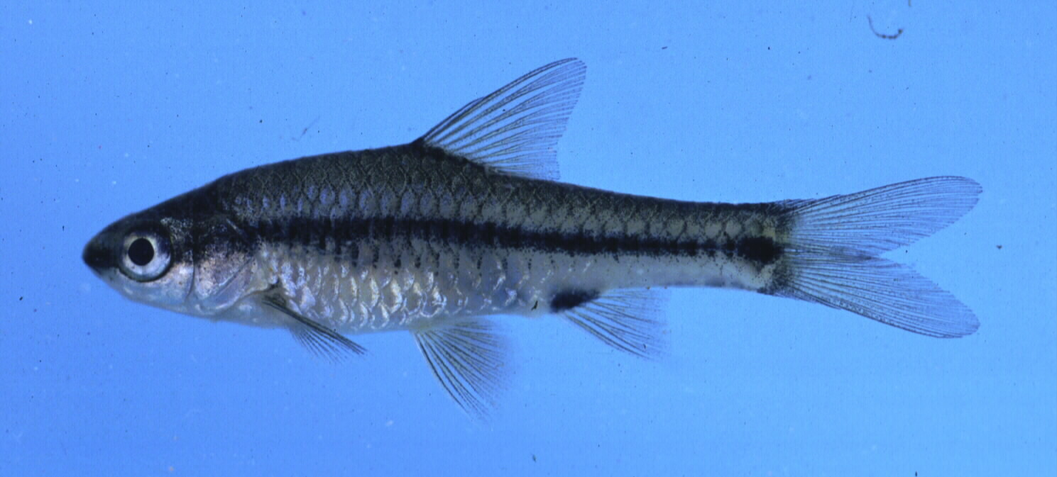 Breedband-barbeel (Enteromius macrotaenia) — Cyprinidae