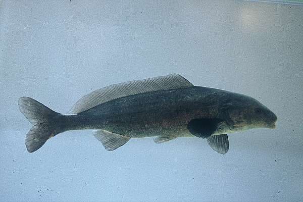 Bottle-nose (Mormyrus lacerda) — Mormyridae