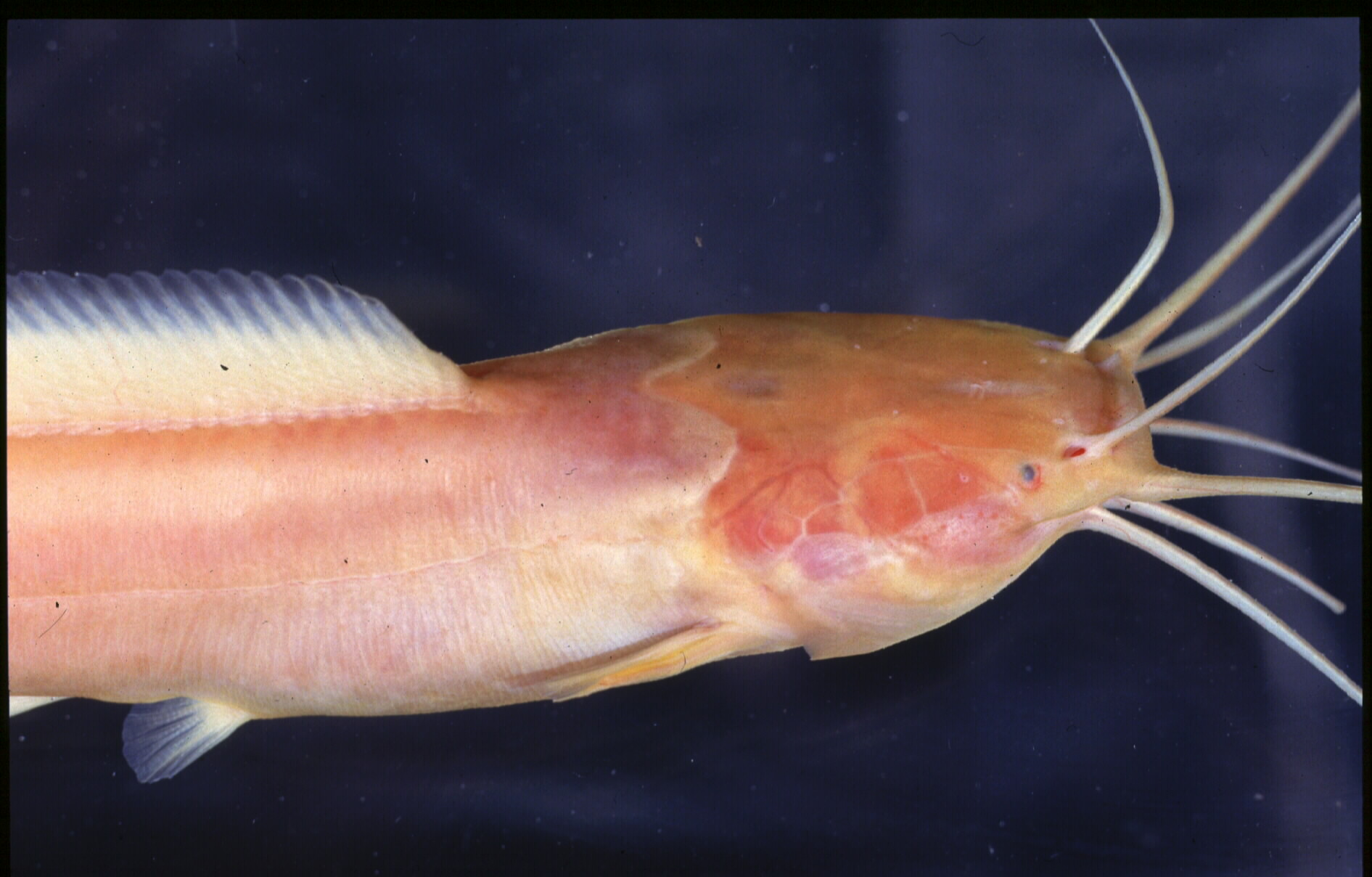 Cave catfish (Clarias cavernicola) — Clariidae — 3