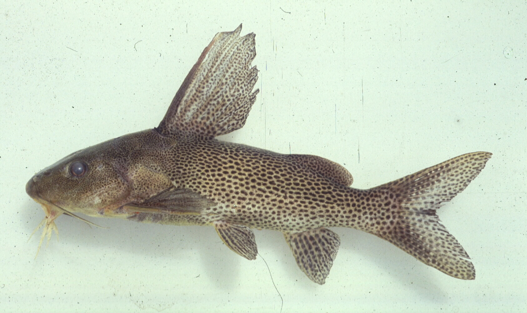 Bubblebarb squeaker (Synodontis woosnami) — Mochokidae — 5