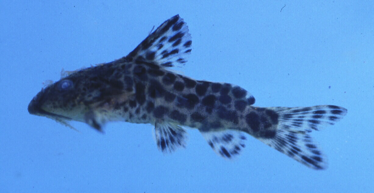 Clouded squeaker (Synodontis nebulosus) — Mochokidae — 2