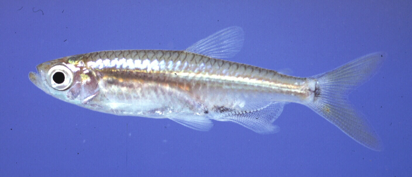 Barnard's robber (Hemigrammopetersius barnardi) — Alestidae
