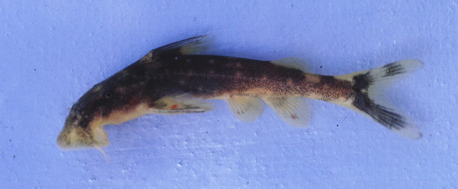 Neumanns zuigmeerval (Chiloglanis neumanni) — Mochokidae — 3