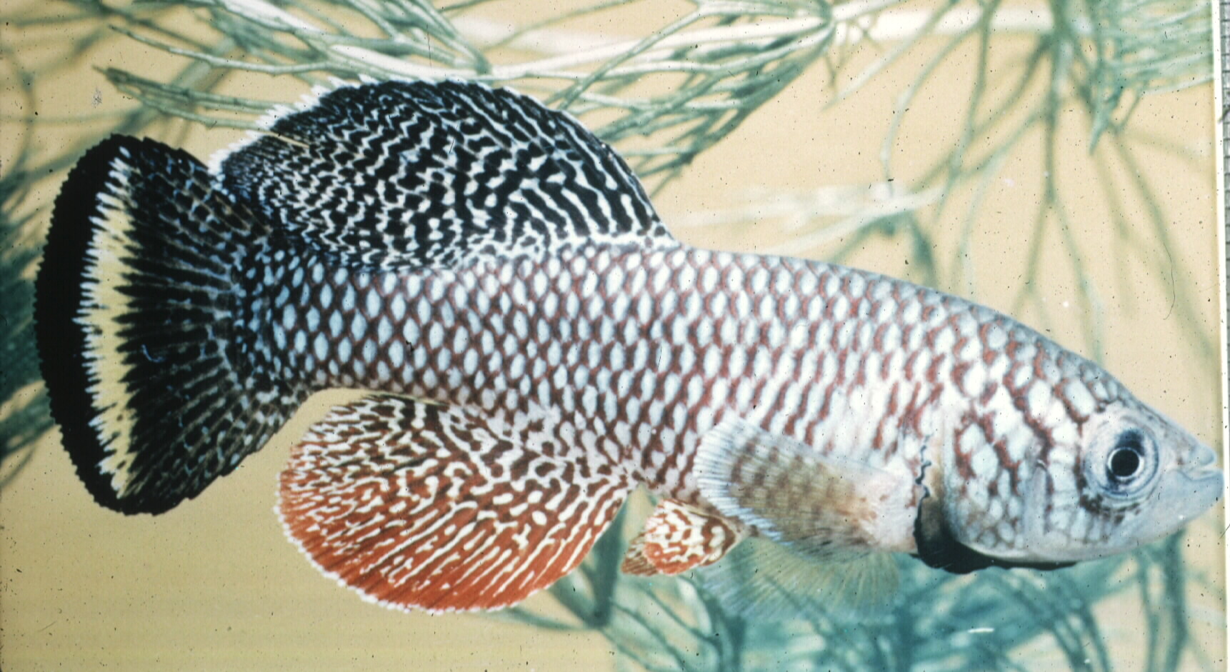 African turquoise killifish (Nothobranchius furzeri) — Nothobranchiidae — 2