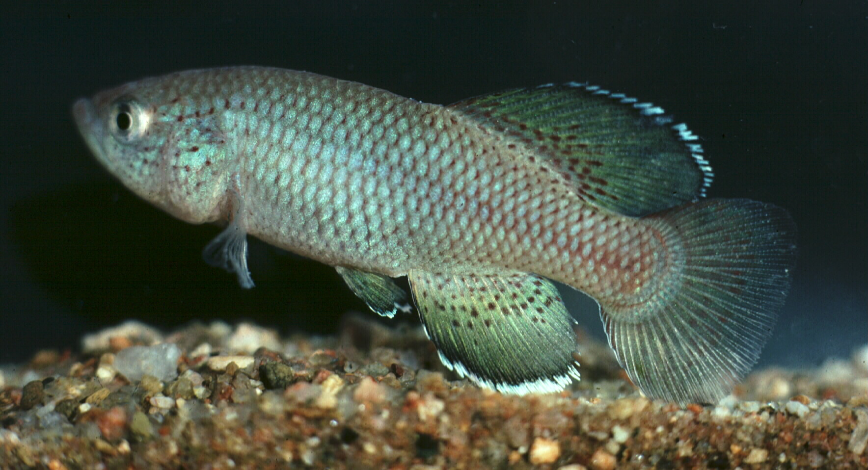 Zuidelijke prachtgrondel (Nothobranchius orthonotus) — Nothobranchiidae