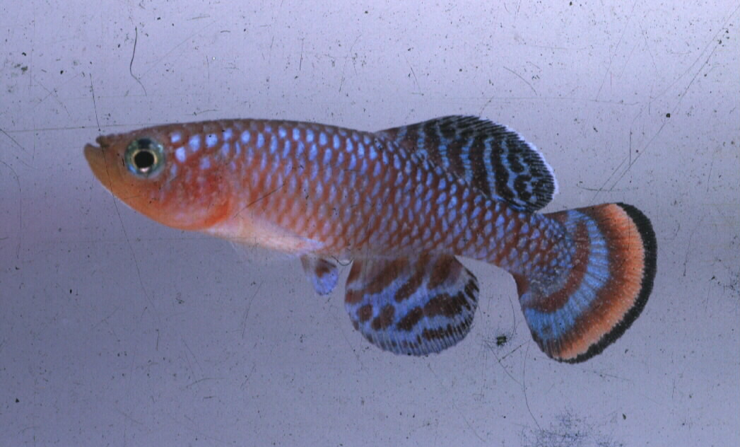 Blueband killifish (Nothobranchius rachovii) — Nothobranchiidae — 2