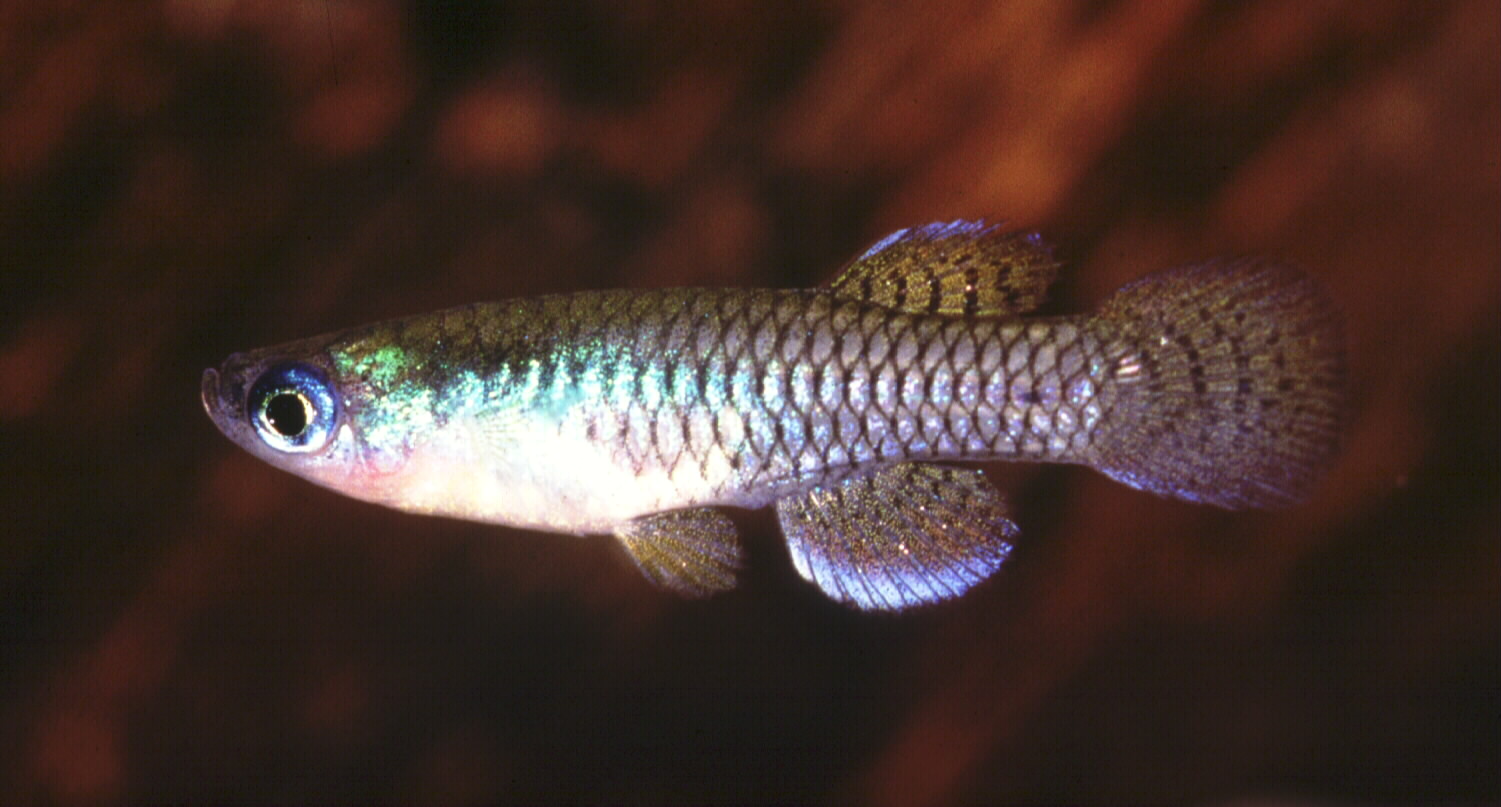 Meander lampeye (Micropanchax hutereaui) — Poeciliidae — 4