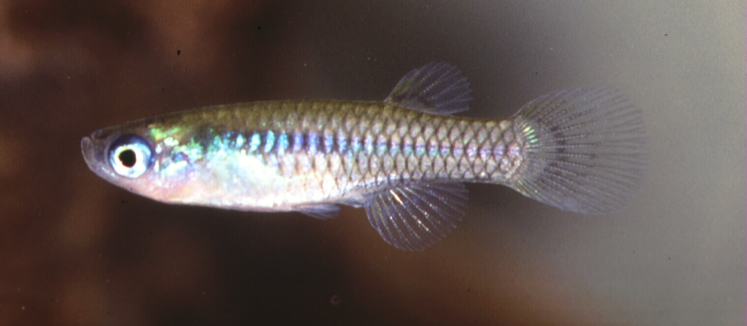 Meander lampeye (Micropanchax hutereaui) — Poeciliidae