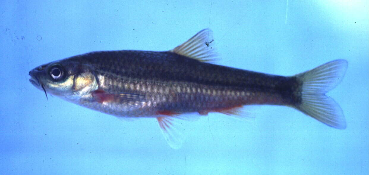 Twee River redfin (Pseudobarbus erubescens) — Cyprinidae — 5