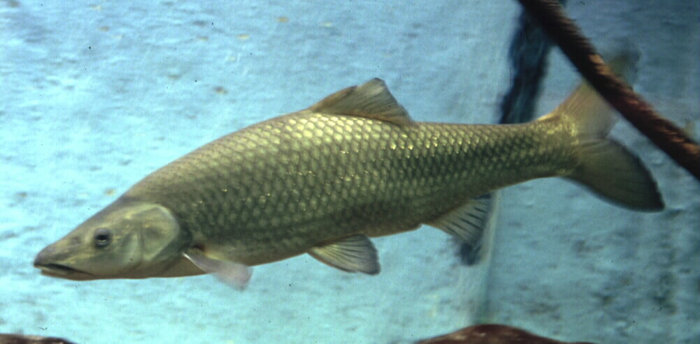 Sawfin redfin (Pseudobarbus serra) — Cyprinidae — 4