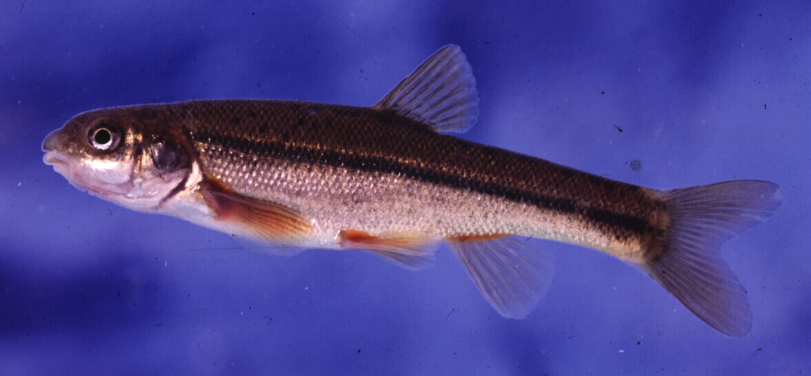 Maloti-roodvin (Pseudobarbus quathlambae) — Cyprinidae