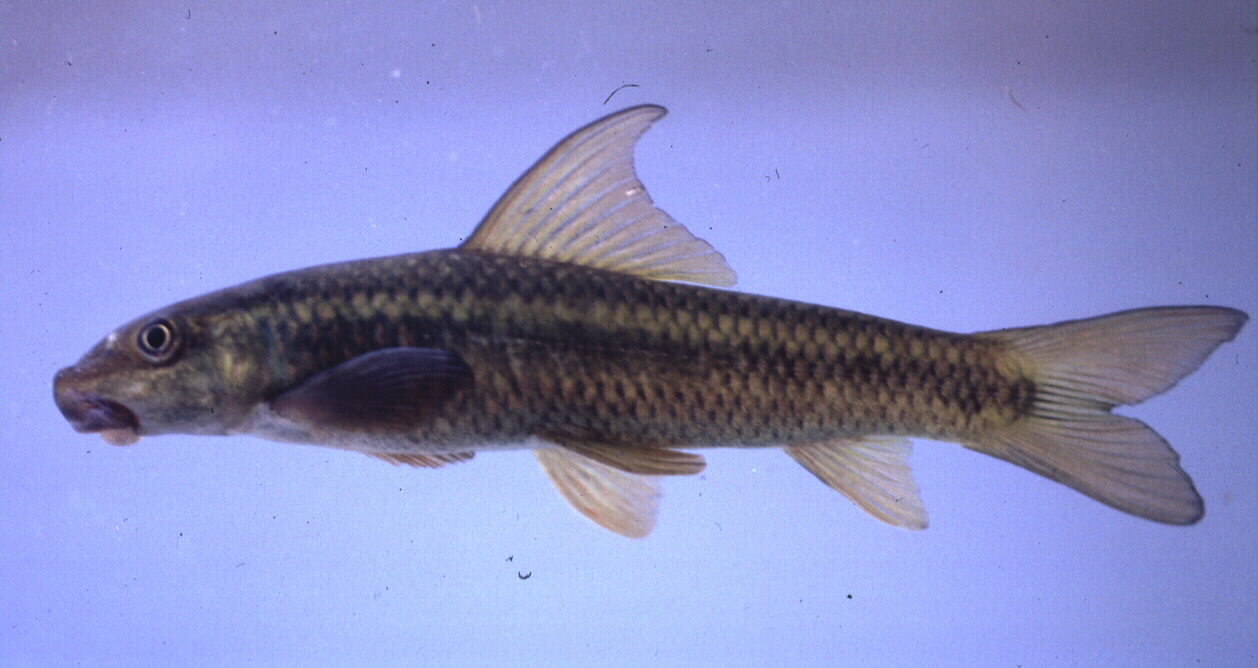 Cunene-labeo (Labeo ansorgii) — Cyprinidae — 2