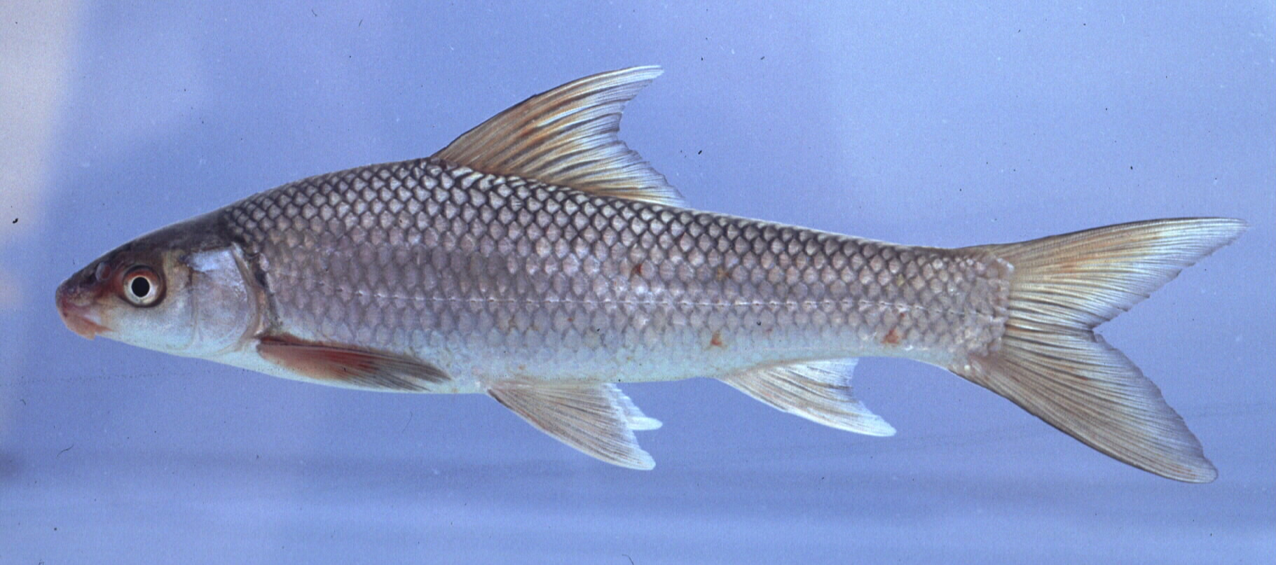 Silver labeo (Labeo ruddi) — Cyprinidae — 5