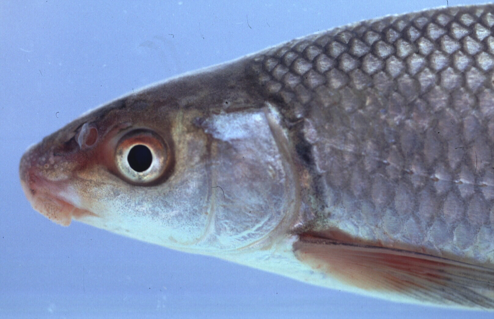 Silver labeo (Labeo ruddi) — Cyprinidae — 3
