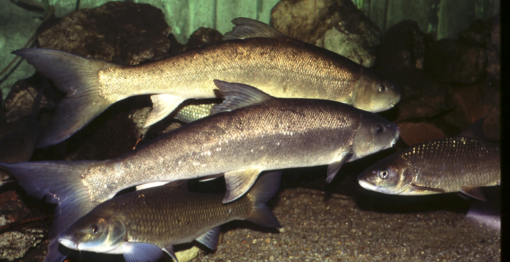Clanwilliam sandfish (Labeo seeberi) — Cyprinidae — 3