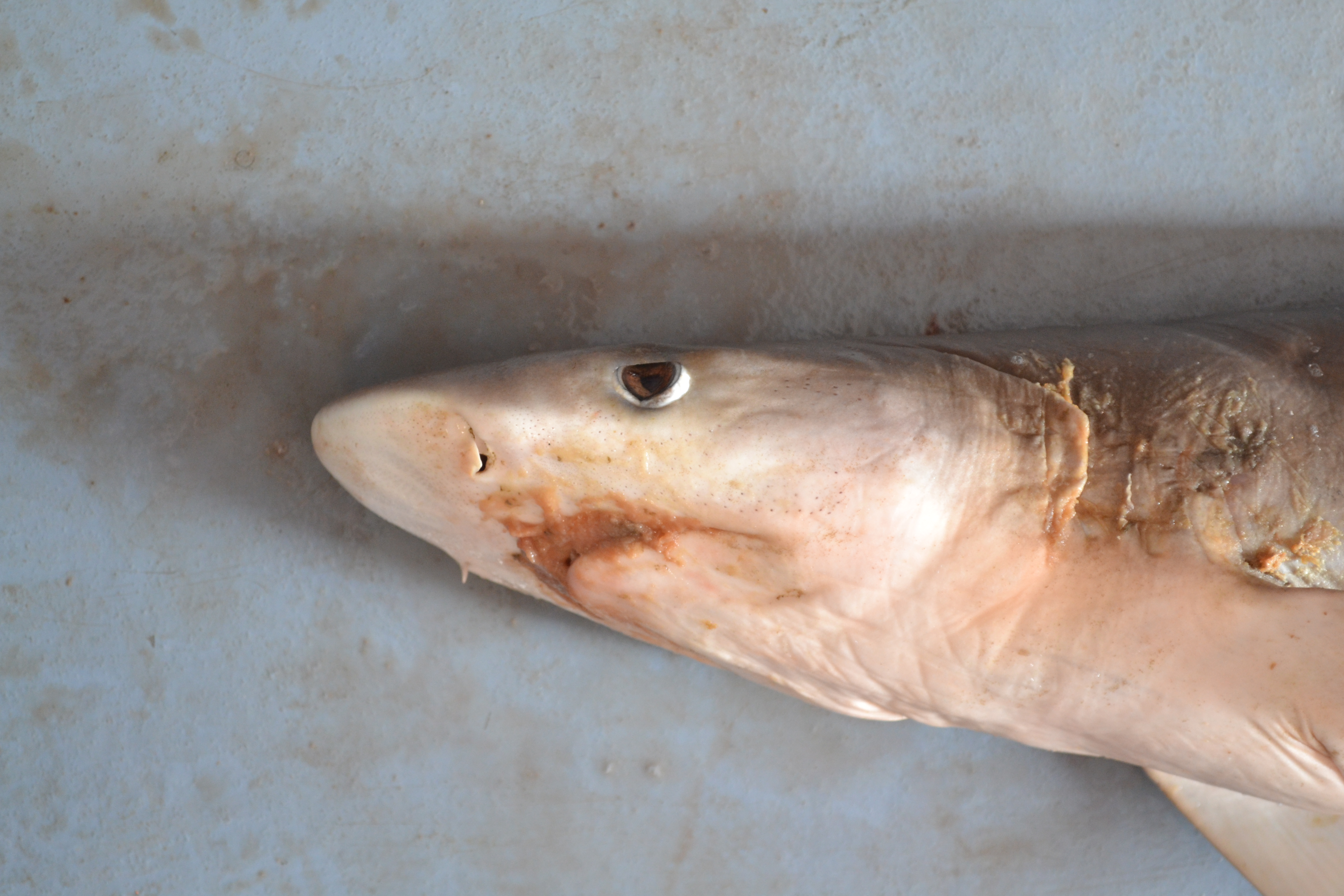 Blackspot shark (Carcharhinus sealei) — Carcharhinidae — 4