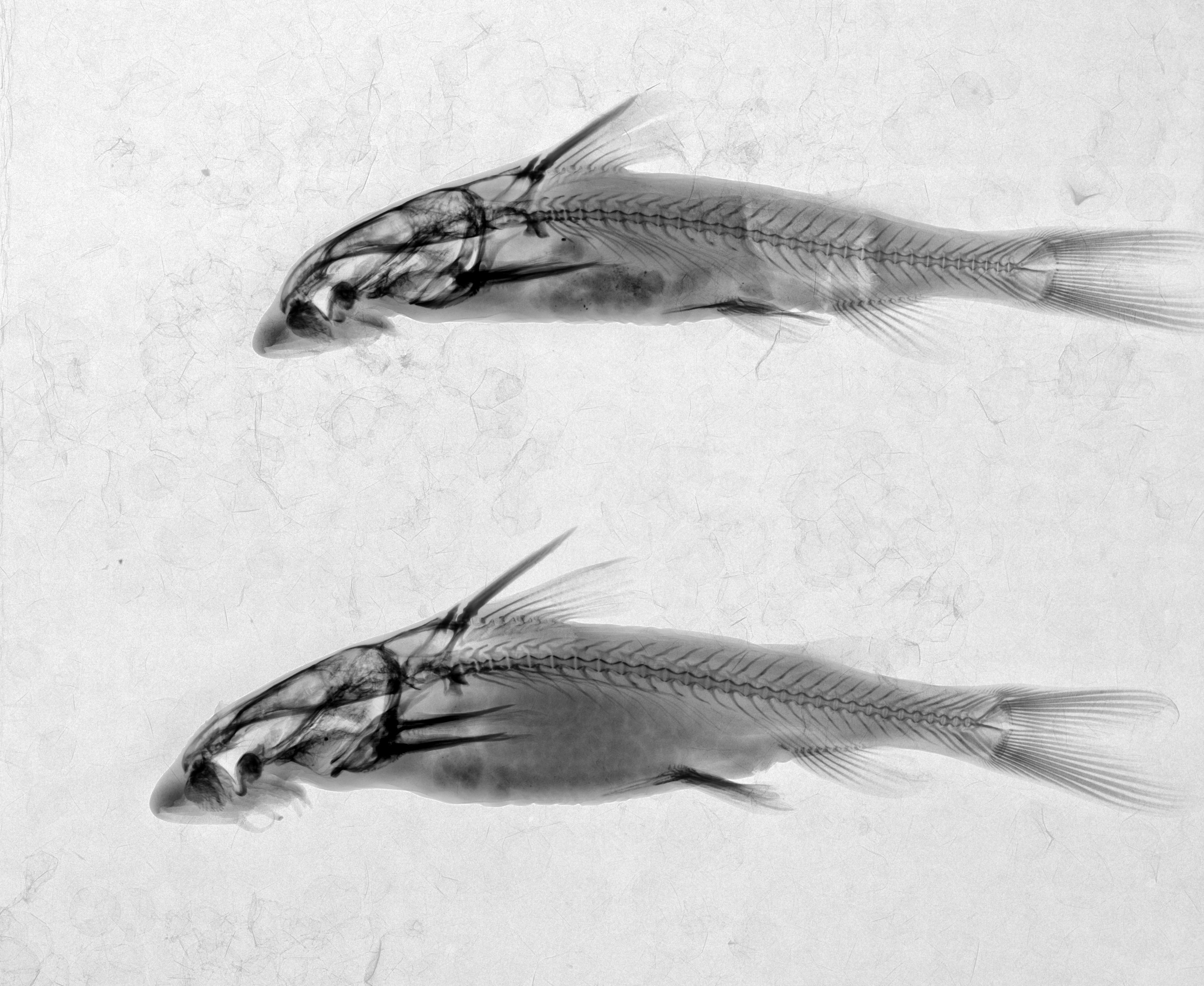 Neumann's rock catlet (Chiloglanis neumanni) — Mochokidae