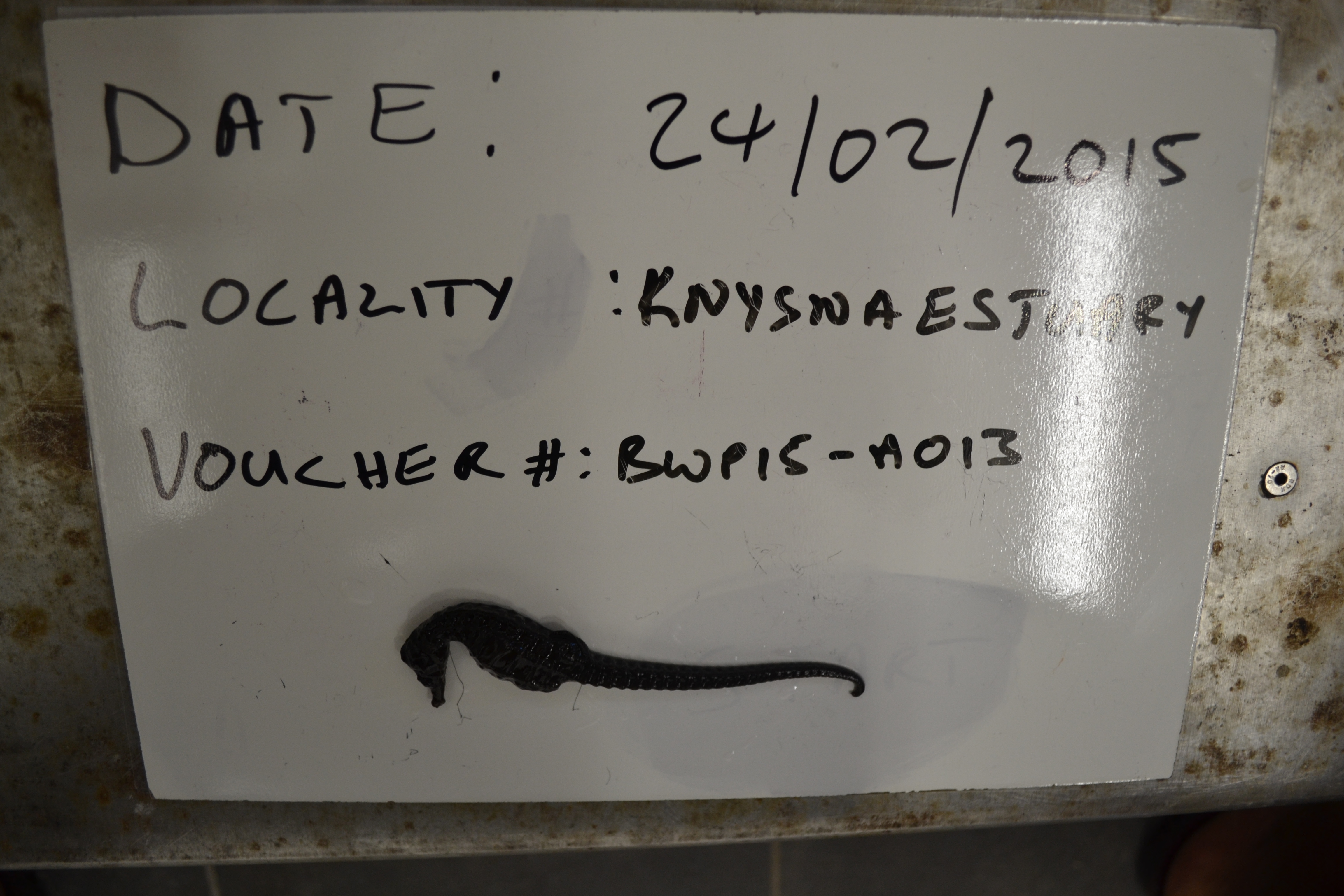Knysna-zeepaardje (Hippocampus capensis) — Syngnathidae — 2
