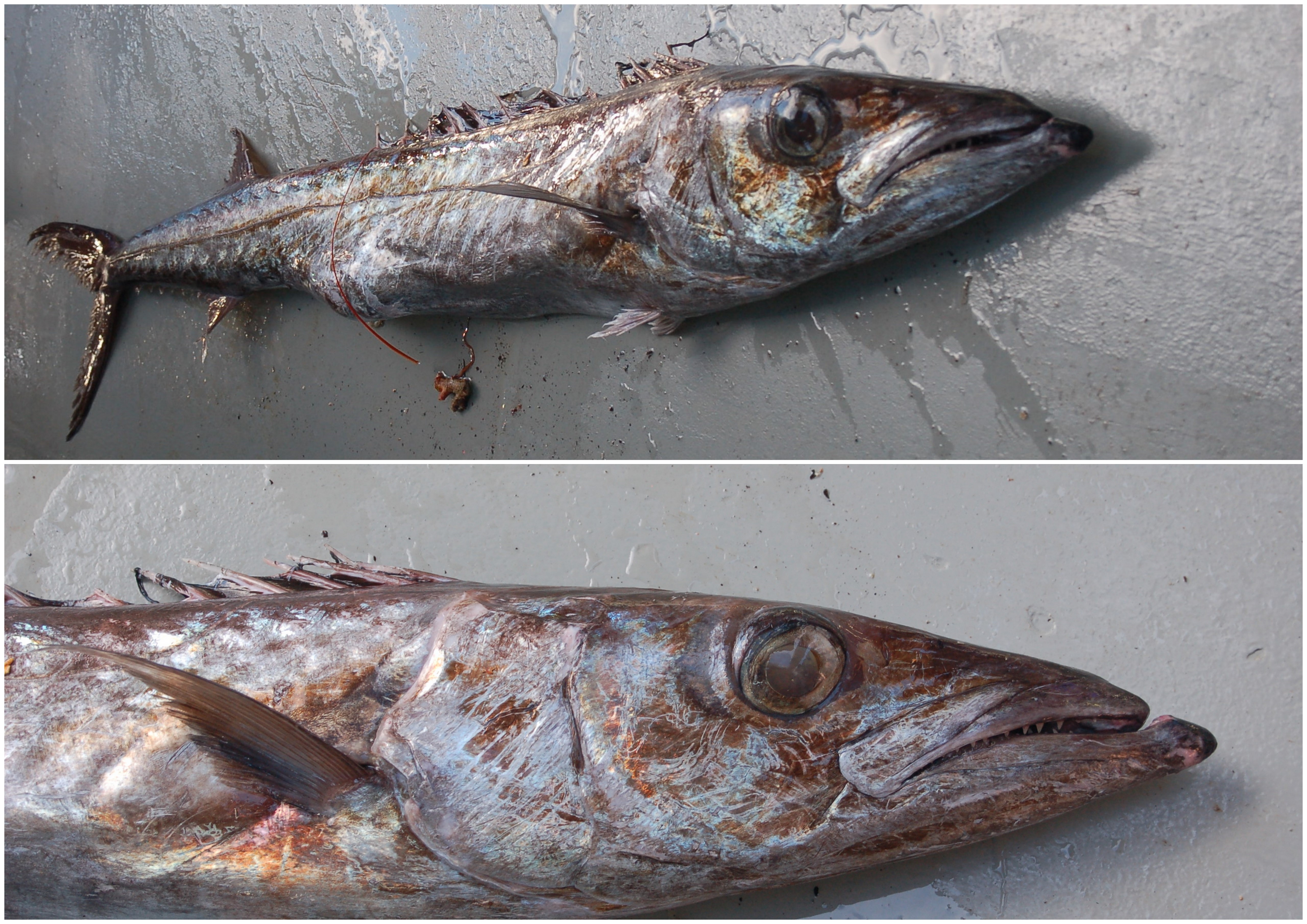 Black snoek (Thyrsitoides marleyi) — Gempylidae — 3