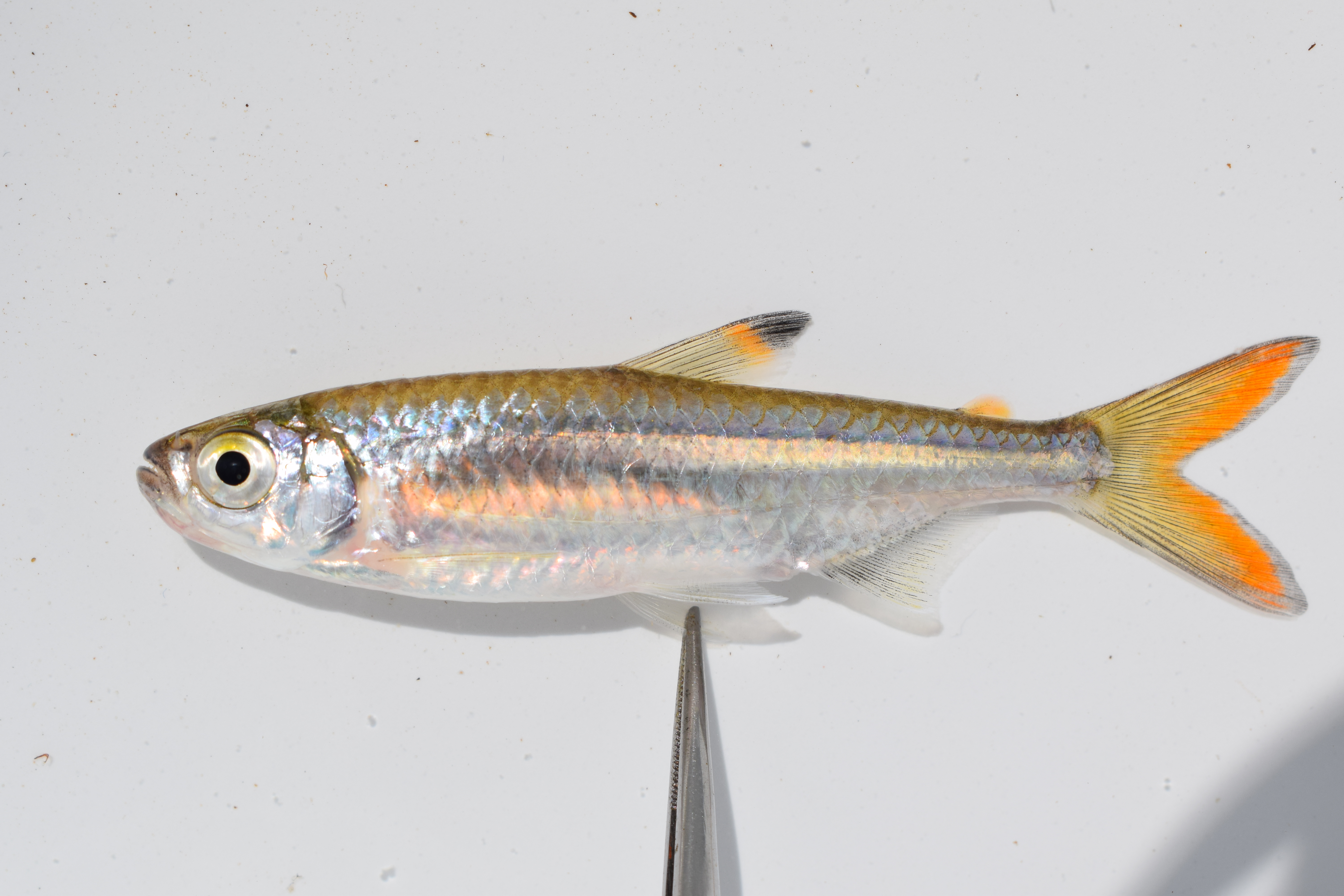 Sharptooth tetra (Micralestes acutidens) — Alestidae