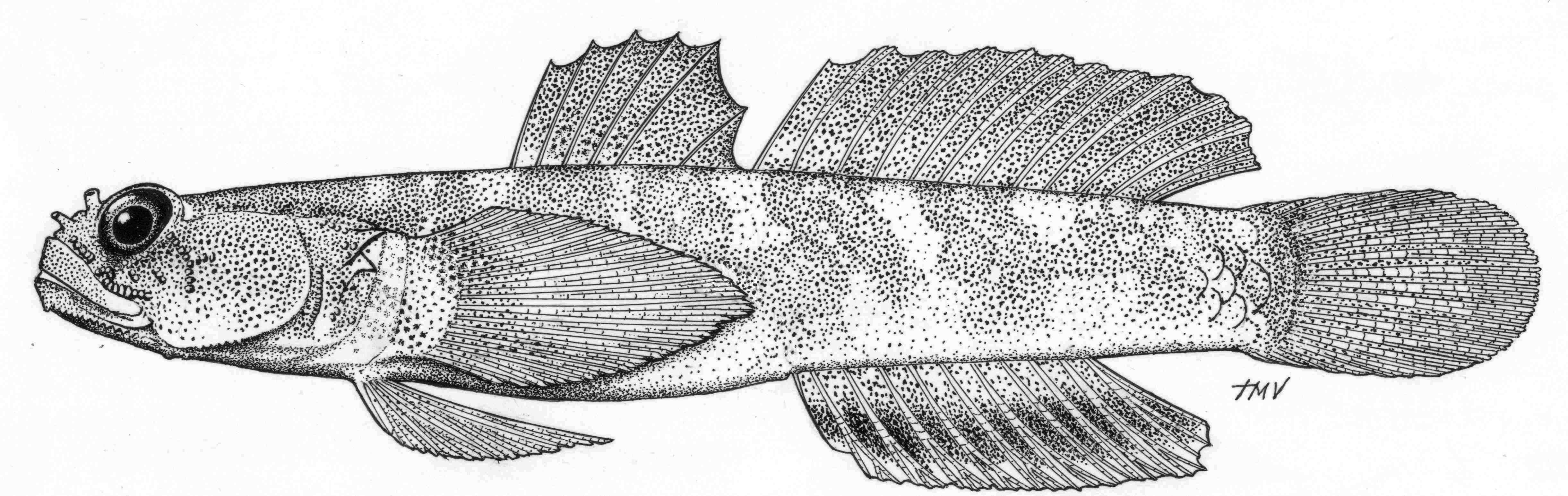 Poreless reefgoby (Hetereleotris apora) — Gobiidae