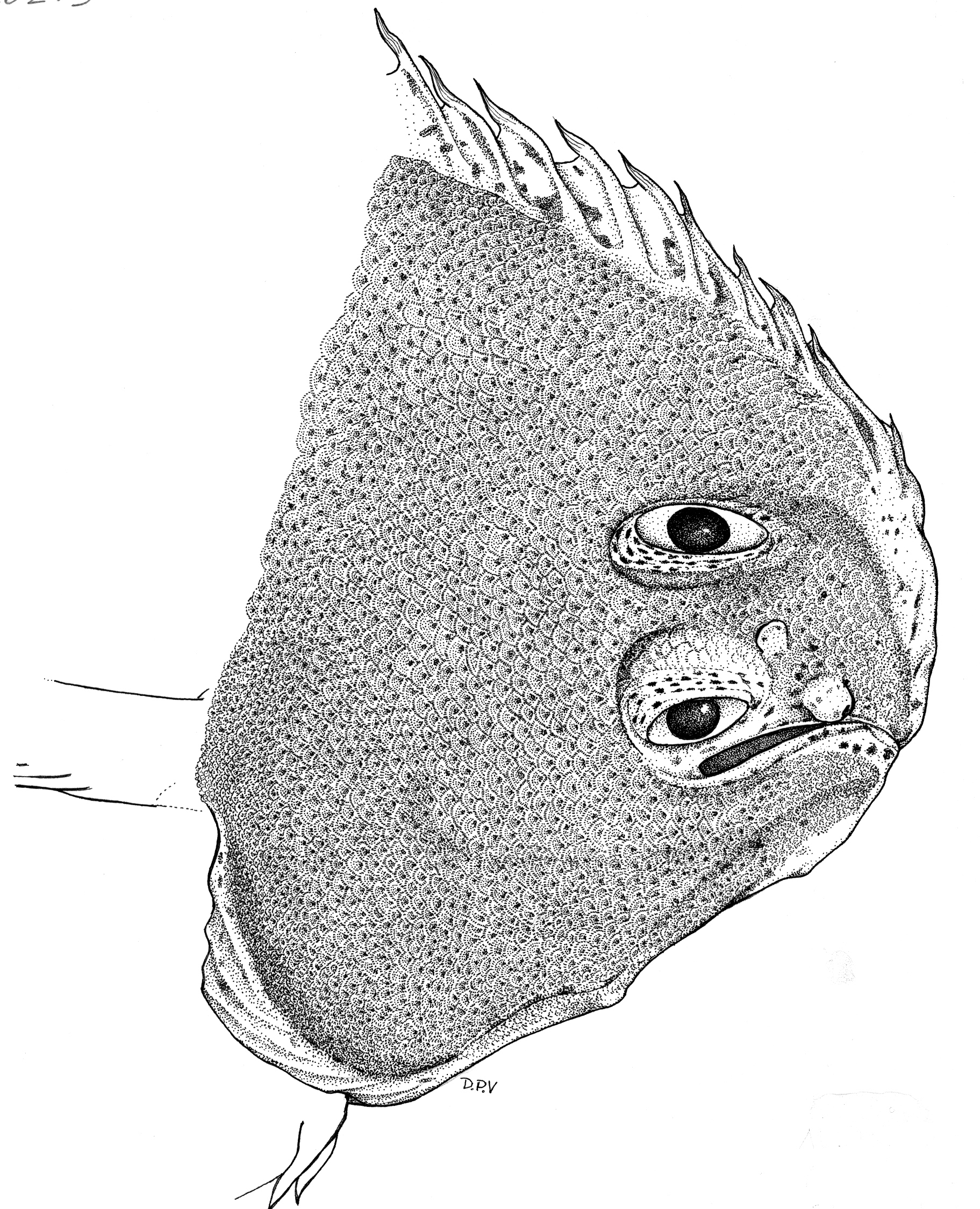 Oostkust-tong (Austroglossus pectoralis) — Soleidae — 3