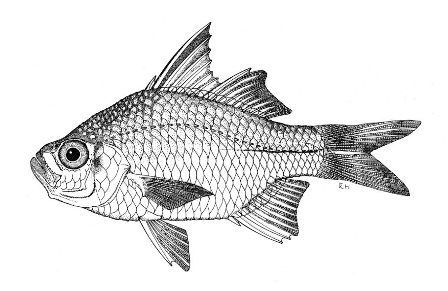 Glassfish (Ambassis nalua) — Ambassidae — 2