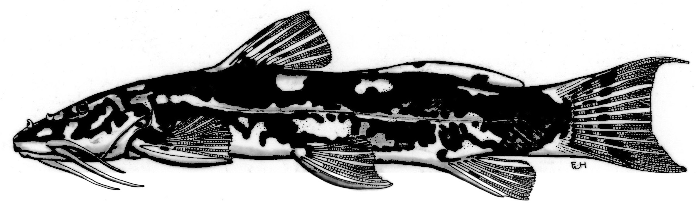 Amphilius pulcher — Amphiliidae — 3
