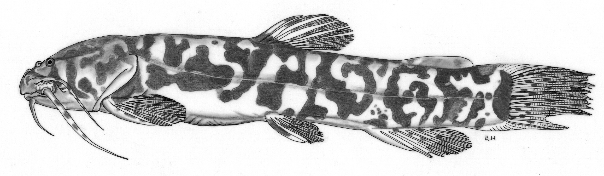 Loach catfish (Paramphilius baudoni) — Amphiliidae