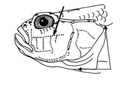 Key goby (Drombus key) — Gobiidae — 2