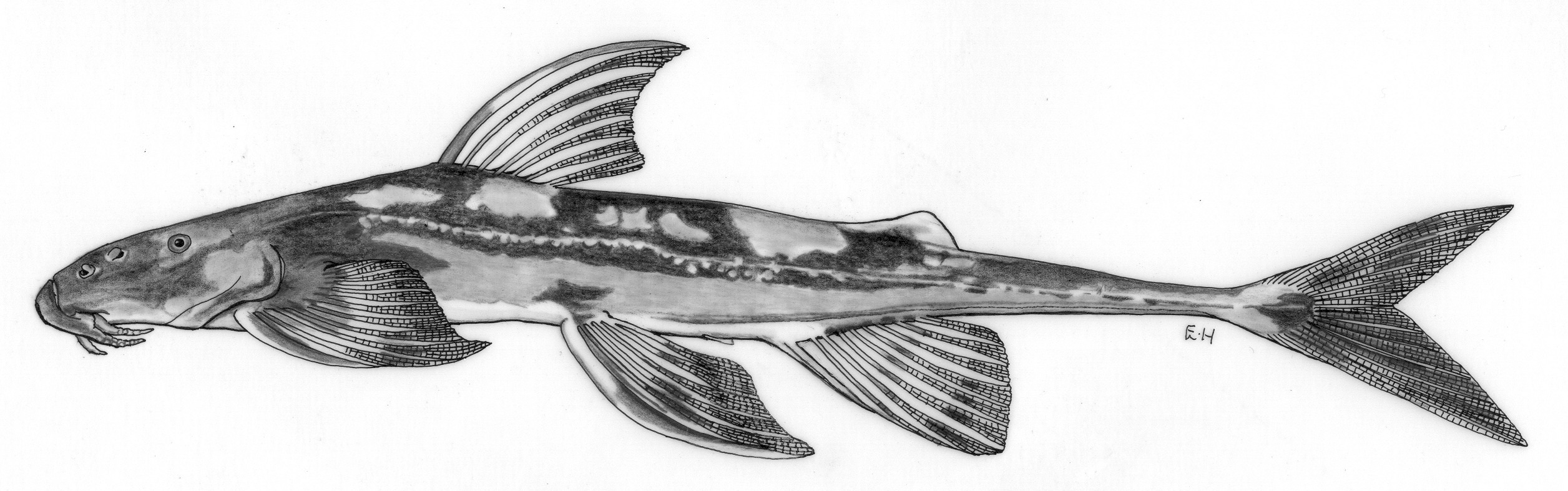 Sanaga sand catfish (Doumea sanaga) — Amphiliidae