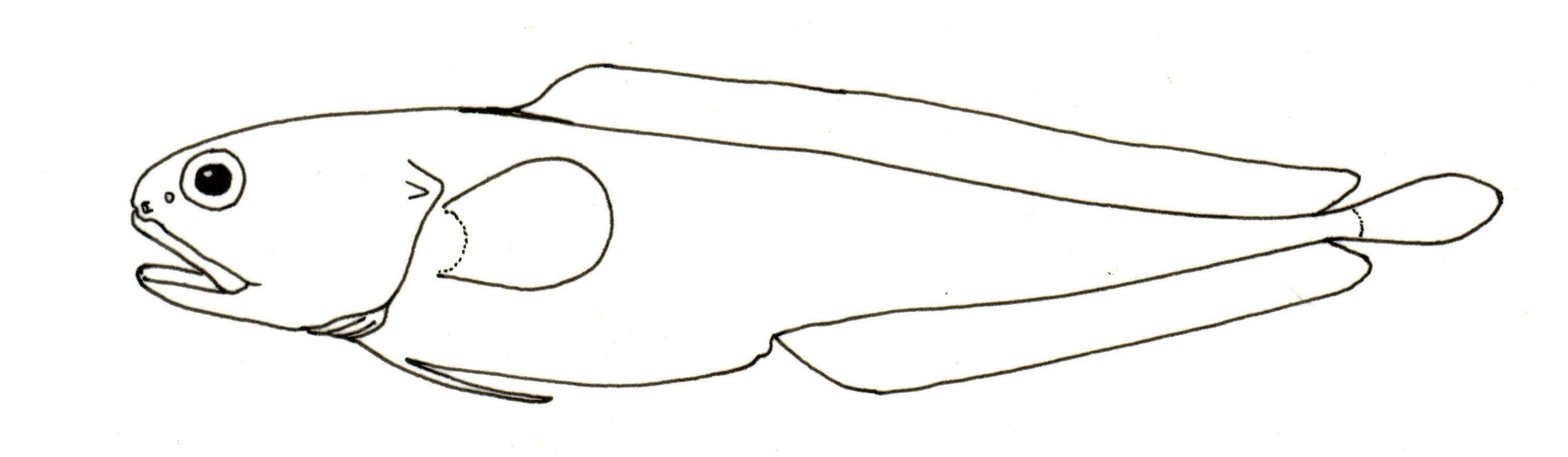 Reef cuskeel (Brosmophyciops pautzkei) — Bythitidae — 4