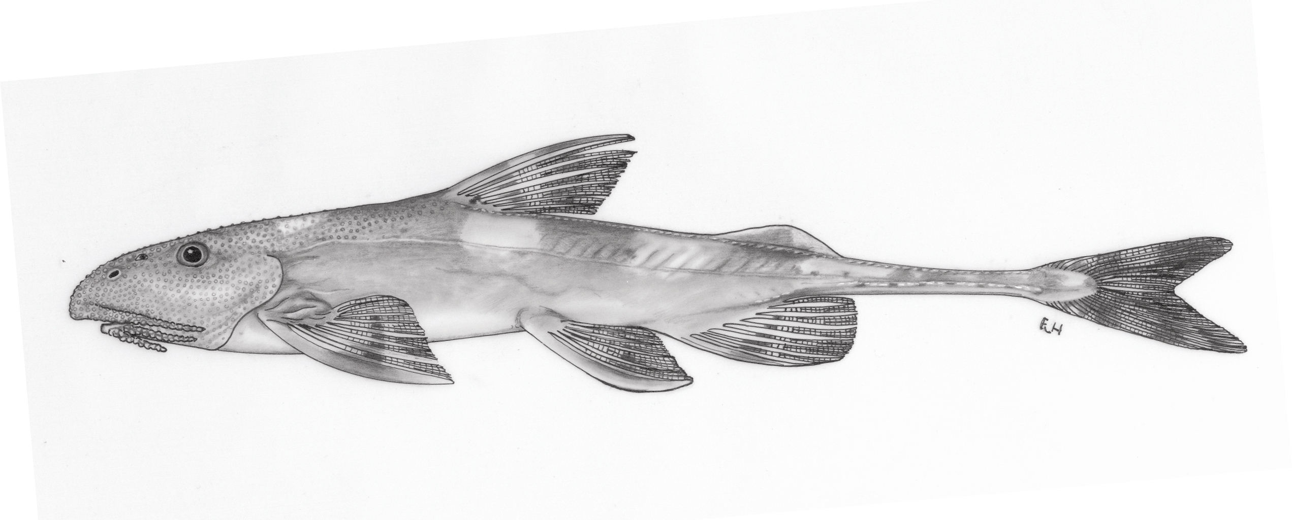 Shorttail catfish (Phractura brevicauda) — Amphiliidae — 5