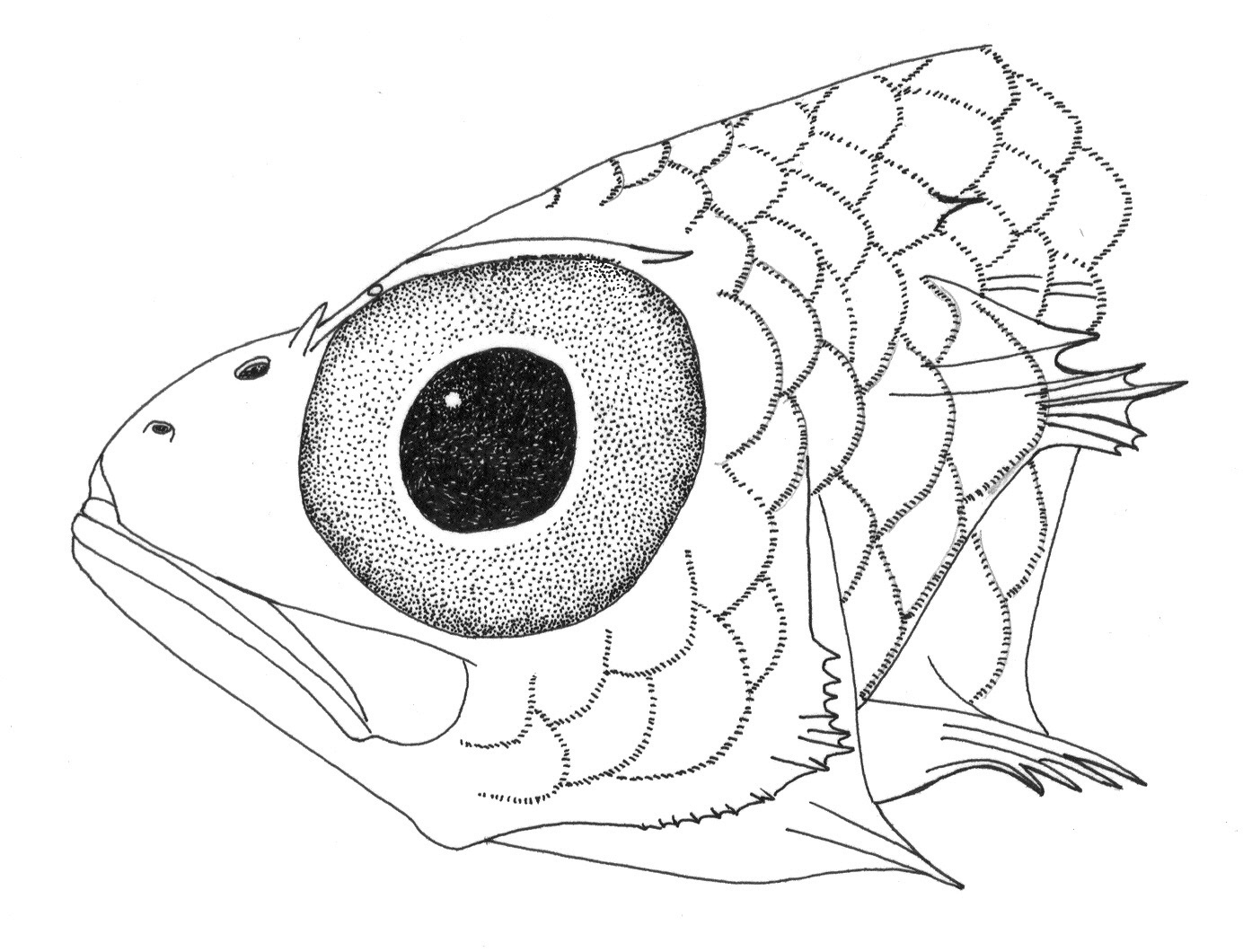 Sherborn's pelagic bass (Howella sherborni) — Howellidae — 3