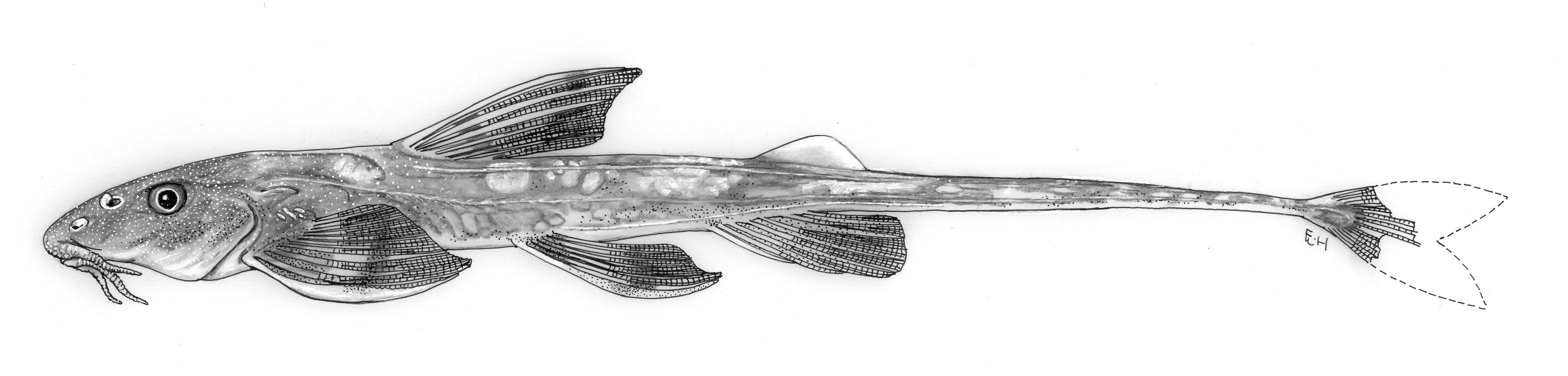Gladys' loach catfish (Phractura gladysae) — Amphiliidae — 2