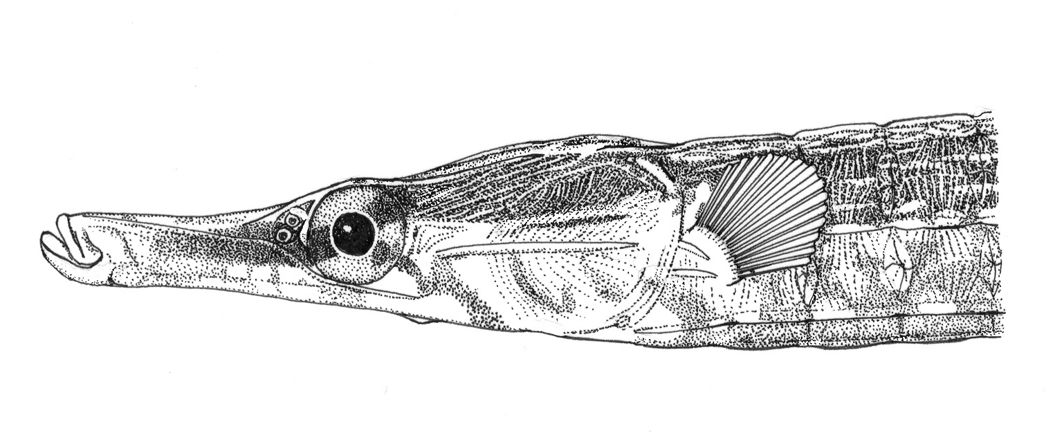 Pink pipefish (Bryx analicarens) — Syngnathidae