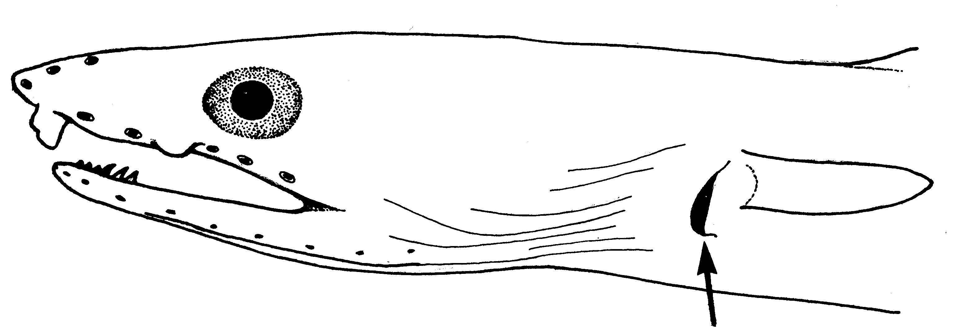 Sailfin worm eel (Echelus uropterus) — Ophichthidae — 3
