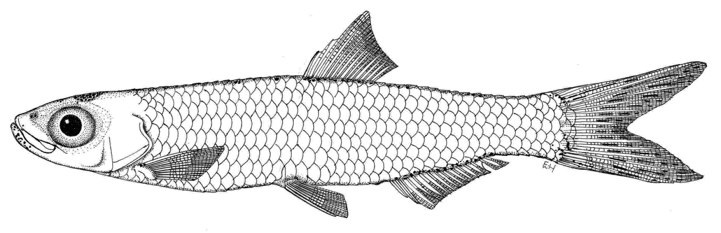 Sharptooth round herring (Spratellomorpha bianalis) — Clupeidae — 2
