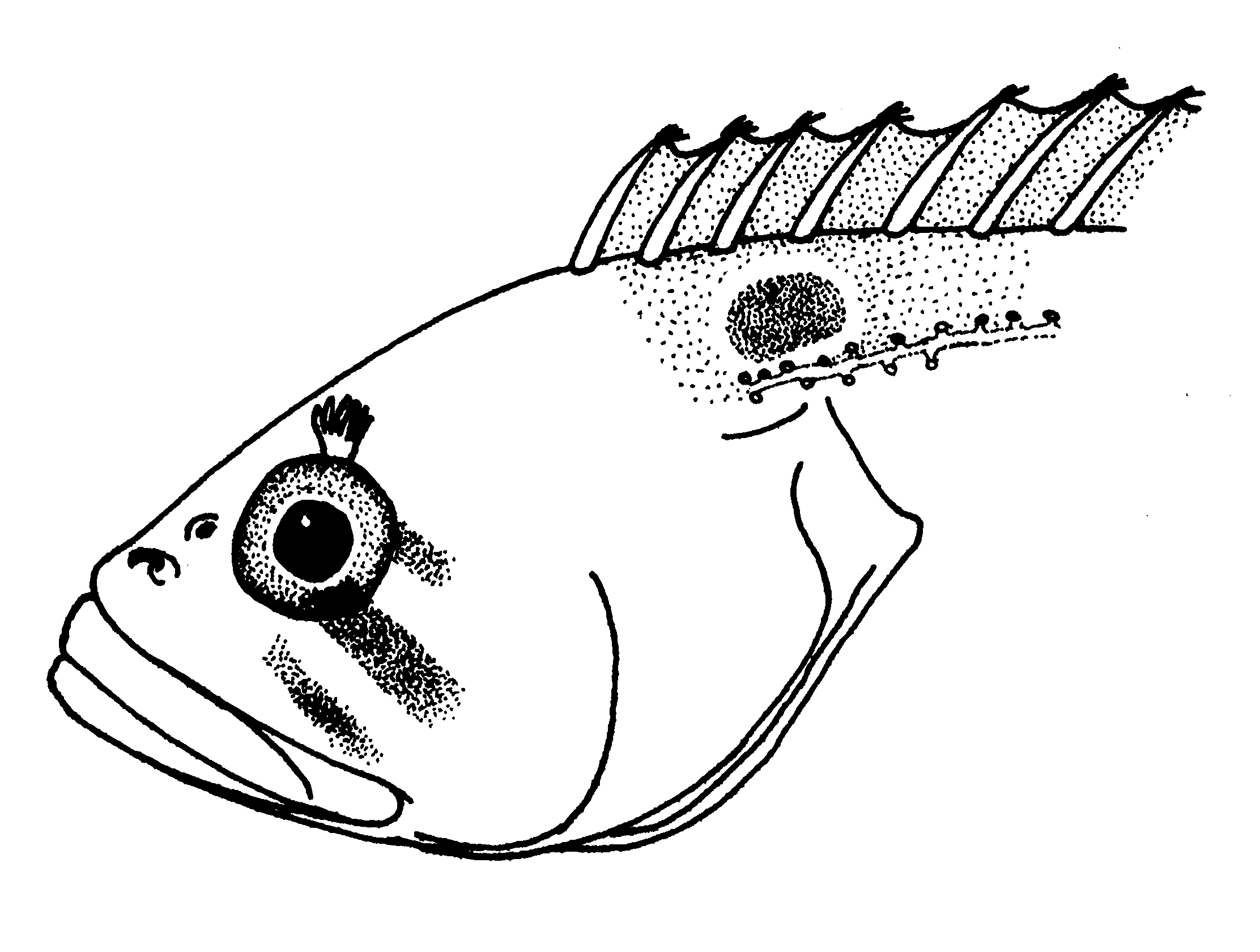 Sad klipfish (Clinus acuminatus) — Clinidae — 5