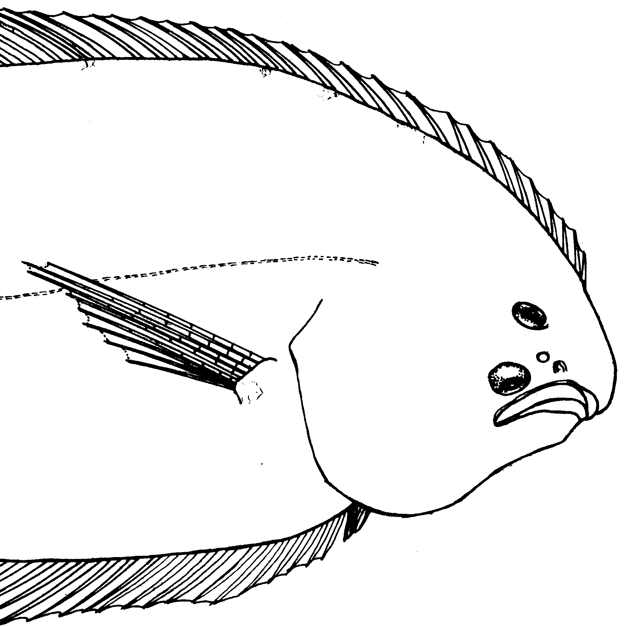 West coast sole (Austroglossus microlepis) — Soleidae — 2