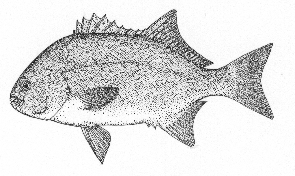 Galjoen (Dichistius capensis) — Dichistiidae — 5